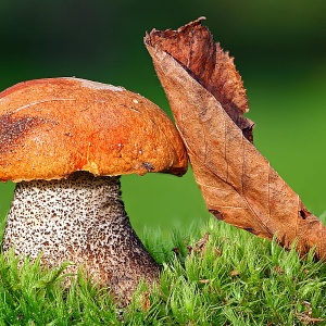 Фото как вырастить белый гриб на даче
