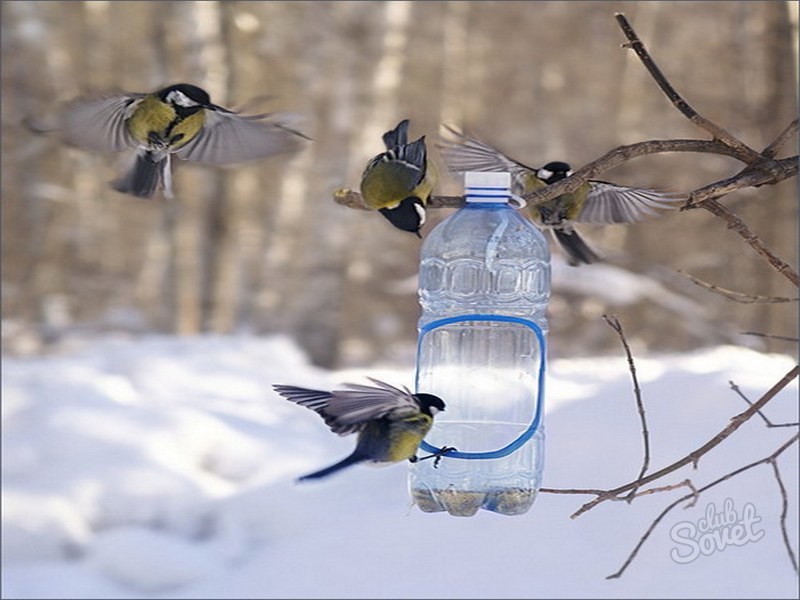 Картинки по запросу помощь птицам зимой