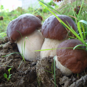 Фото как вырастить белый гриб