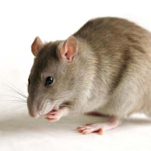 Фото к чему снятся крысы