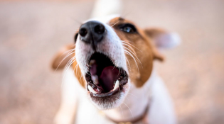 Как собаку научить команде голос