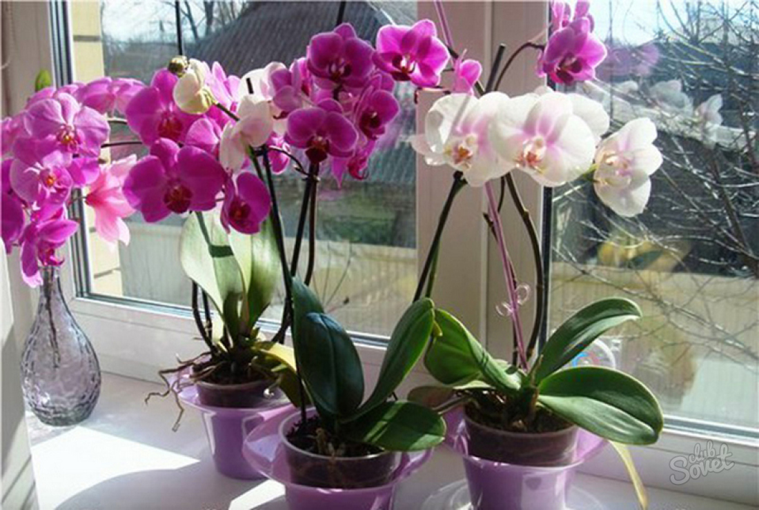 Uyda gul orkide qilish