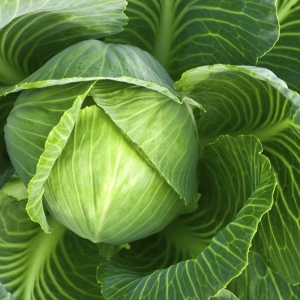 Stock Foto How to deal with pests cabbage
