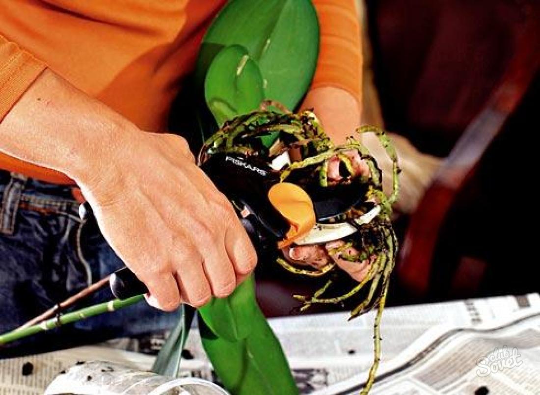 Hur man transplantat phalaenopsis