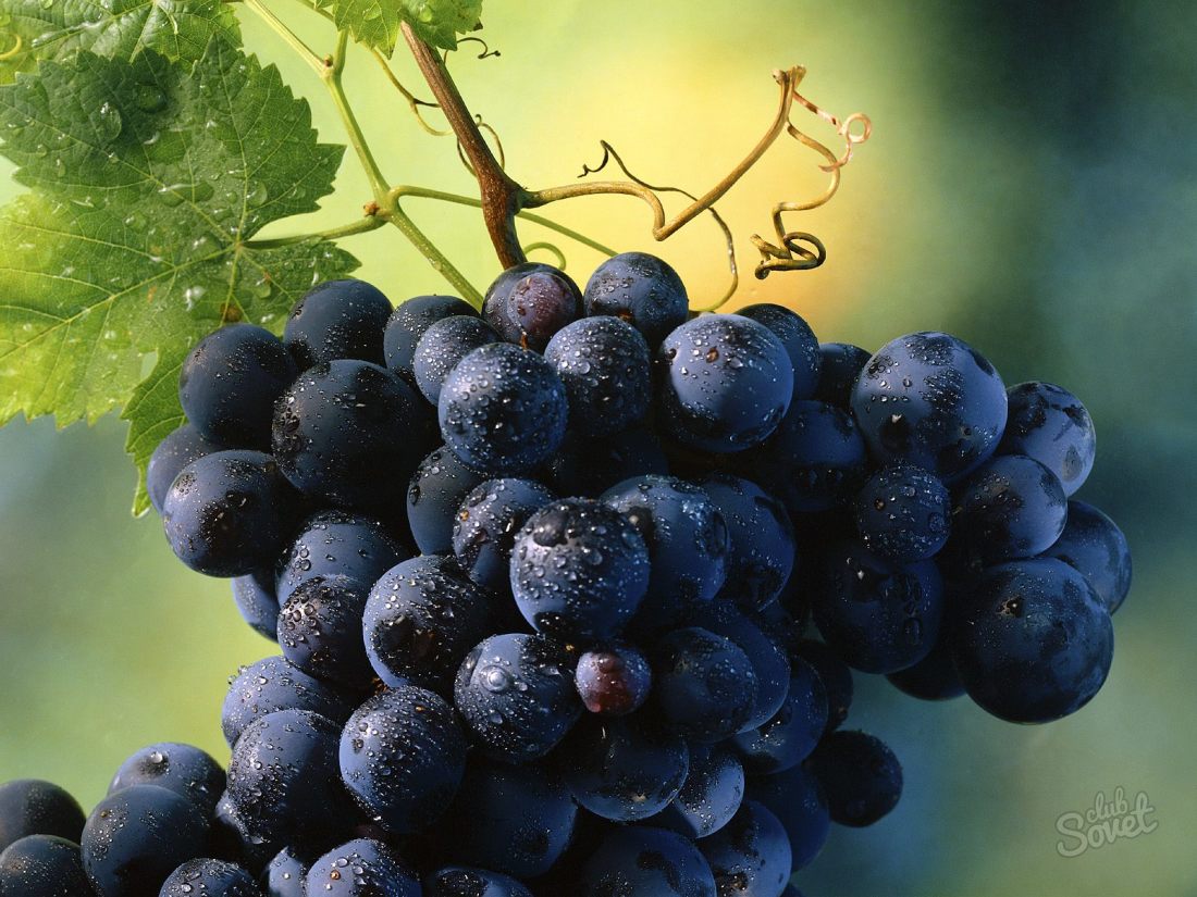 Jak uprawiać winogrona z sadzonek