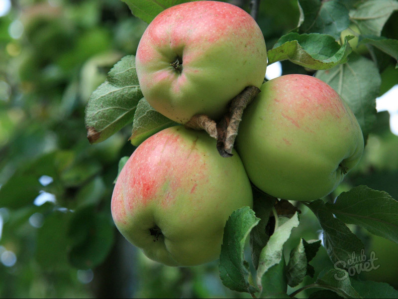 How to grow an apple tree