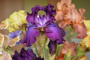 Kako presaditi iris