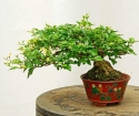 Como crescer bonsai