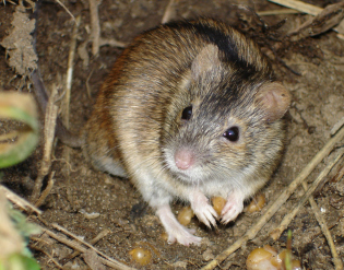 Jak se zbavit myší v zemi