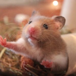 Quels rêves de hamsters?
