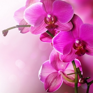 Foto Come prendersi cura delle orchidee