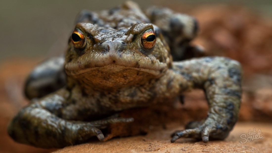 Каква е разликата между жаба от жабата?