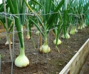 Jak umieścić cebulę na głowie na wiosnę
