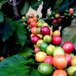 მწვანე ყავა slimming - მიმოხილვა