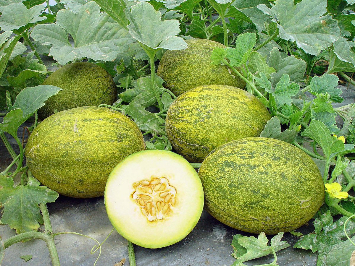 Jak pěstovat-meloun
