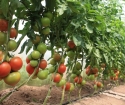 Cómo cortar los tomates en un invernadero?