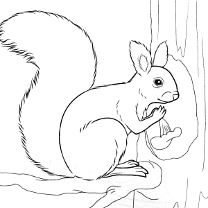Fotografija kako crtati vjeverica