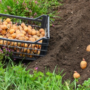 Фото як садити картоплю мотоблоком