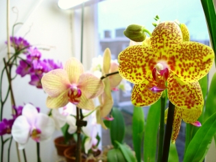 Orchid rumenih listov - kaj storiti?