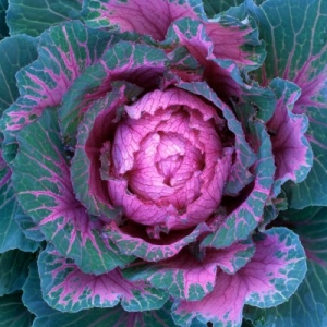 Stock Foto How to plant a red cabbage