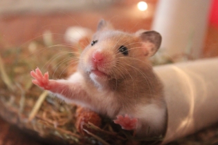 Que sonhos de hamsters?