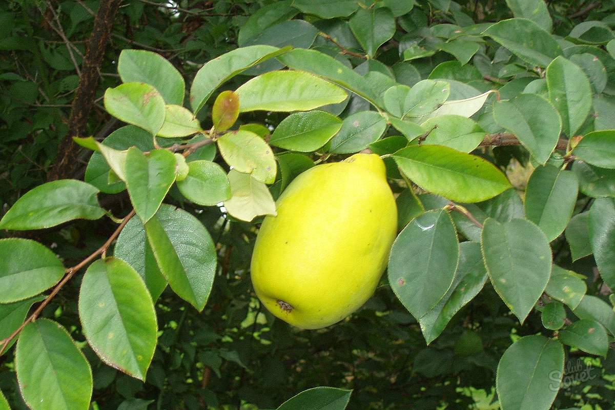 Quince lung