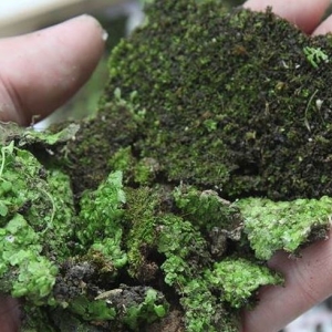 Photo How to get rid of moss on garden plot
