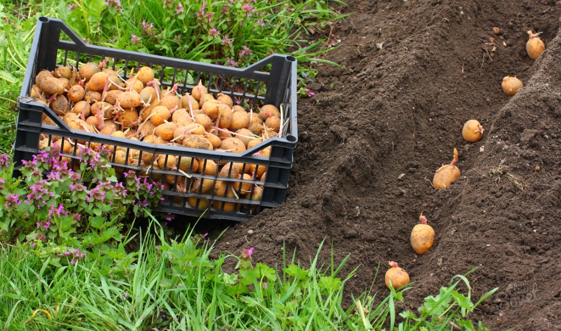 Πώς να φυτέψετε πατάτες με ένα motoblon