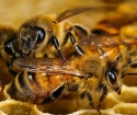 Comment faire une ruche de contreplaqué