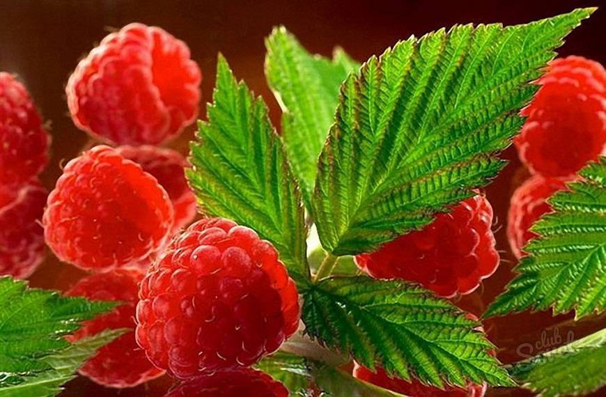 Raspberry leaves during pregnancy