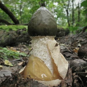 Estoque foto cogumelo messel - propriedades medicinais, como tomar