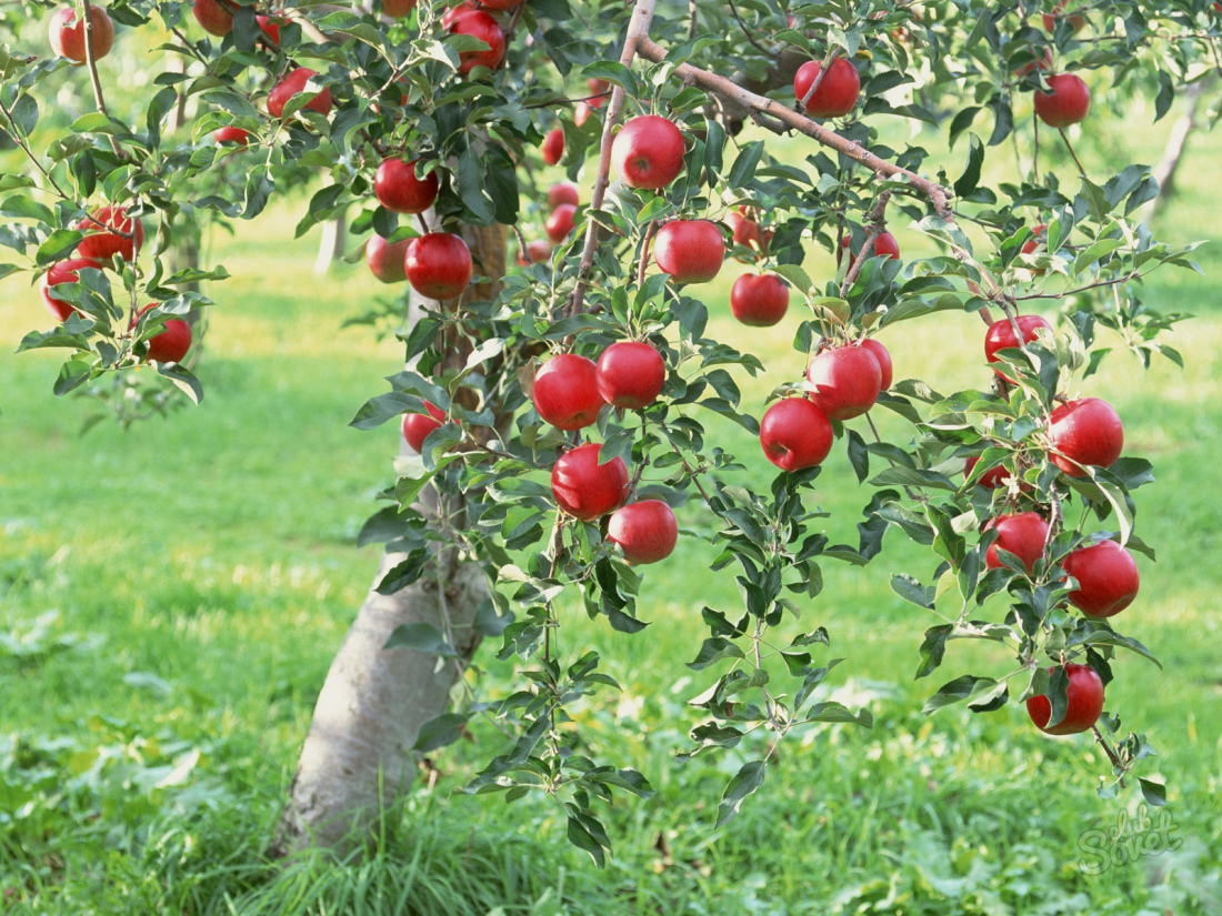Kako sprostiti jabolčno drevo