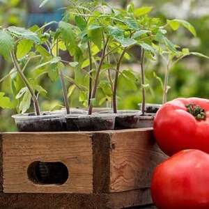 O que alimentar as mudas do tomate, de modo que existem gordas?