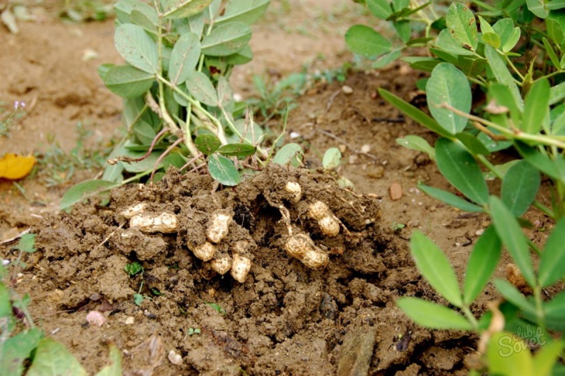 Як садити арахіс