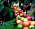 Yeşil kahve zayıflama - yorumlar