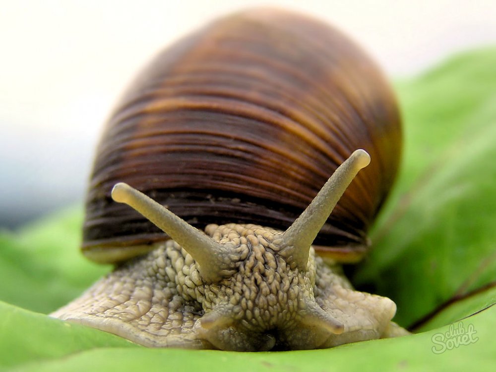Snail shilliq qanday foydalanish