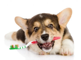 Hur man rengör hundens tänder