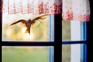 Bird a zburat fereastra - semn