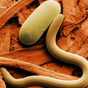 Bourse Photo des parasites dans le corps