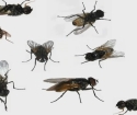 К чему снятся мухи много?