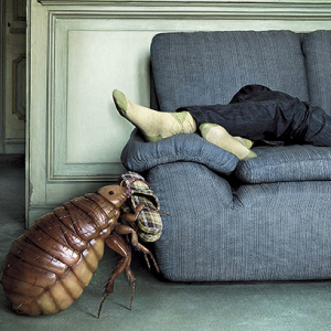 Fotoğraf nasıl yatak böcek kurtulmak için