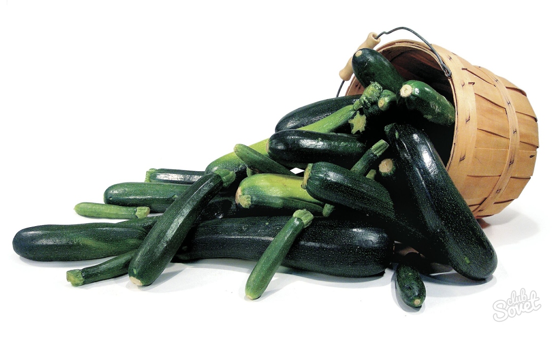 Ako zasadiť Zucchini
