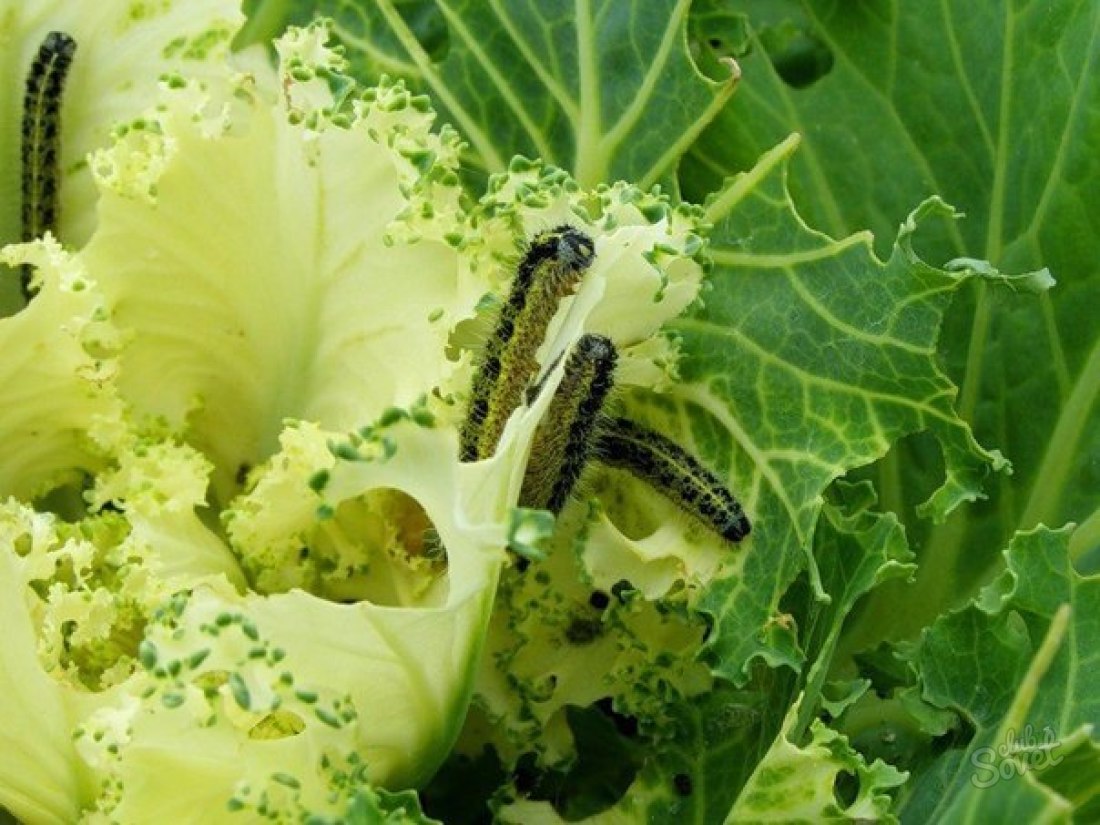 Cum să se ocupe de Caterpillars pe varză