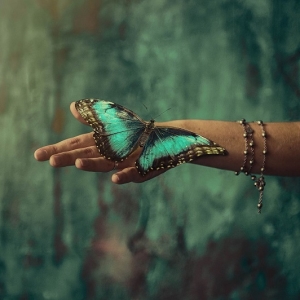 Фото метелик села на руку - прикмета