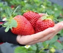 How to squeeze strawberry ussa in August