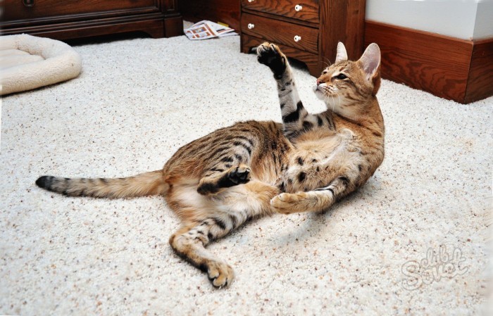 Порода-кошек-саванна-фото