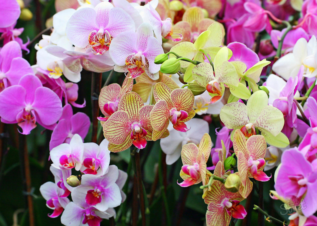 How to transplant orchid in a pot