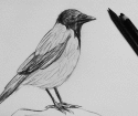Jak rysować wrona