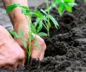 Comment planter des tomates correctement en pleine terre