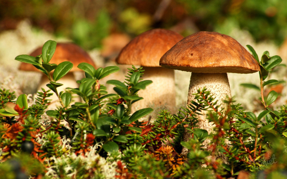 Varför drömmer om att plocka svampar i en dröm?